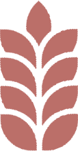 épi rose