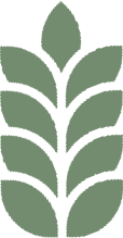 épi vert