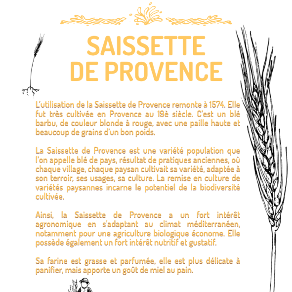 SAISSETTE-DE-PROVENCE